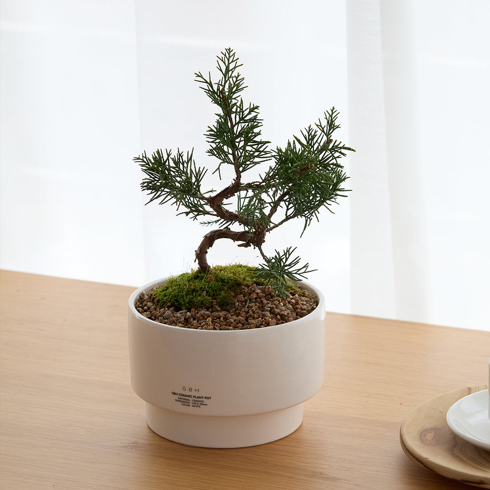 CERAMIC PLANT POT｜セラミック植木鉢｜GBH Japan